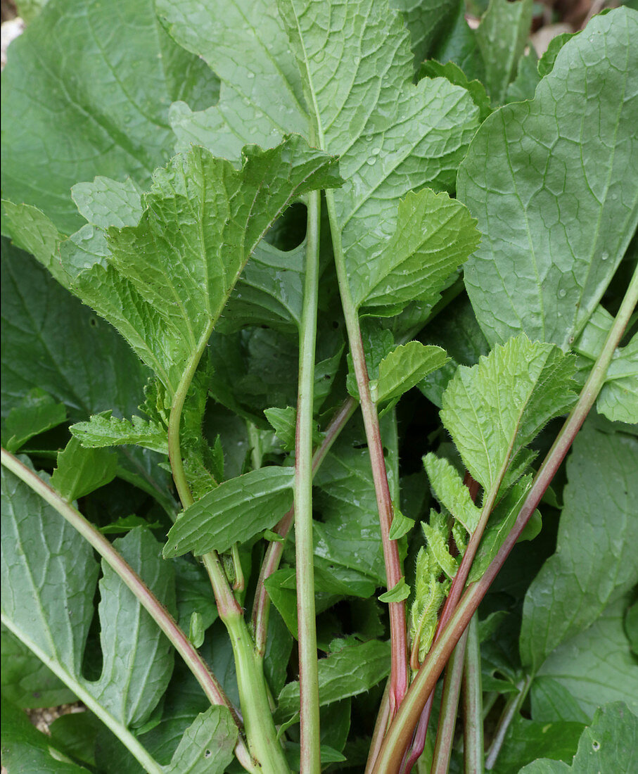 Fresh turnip leaves