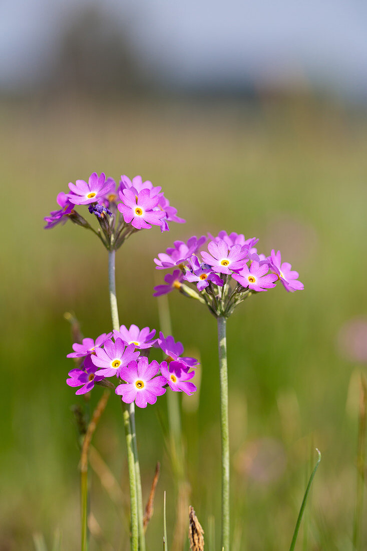 Mehlprimeln am Naturstandort