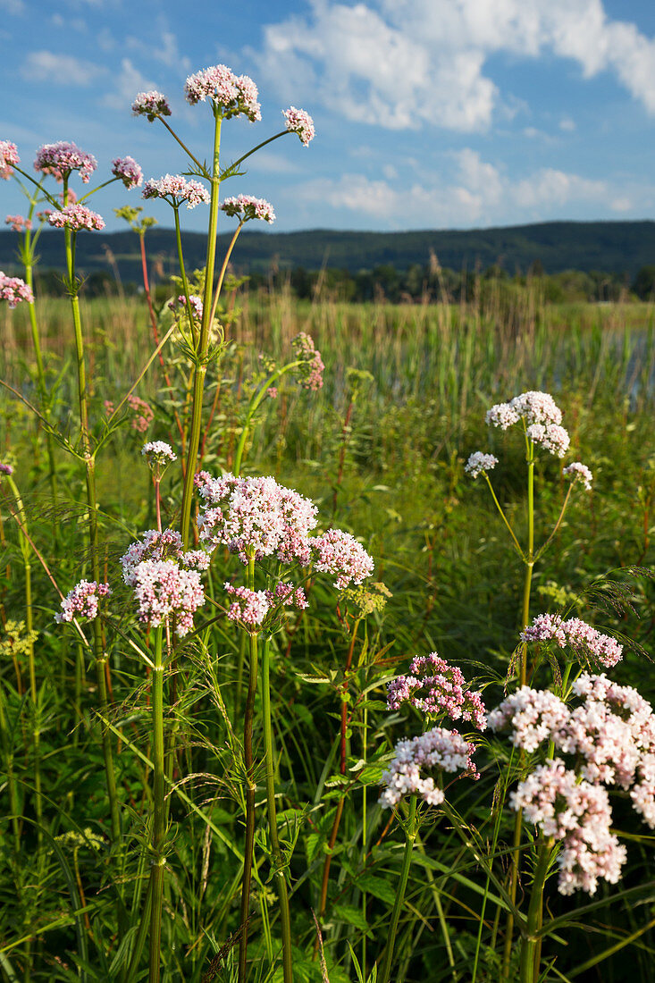 Flowering valerian in its natural habitat