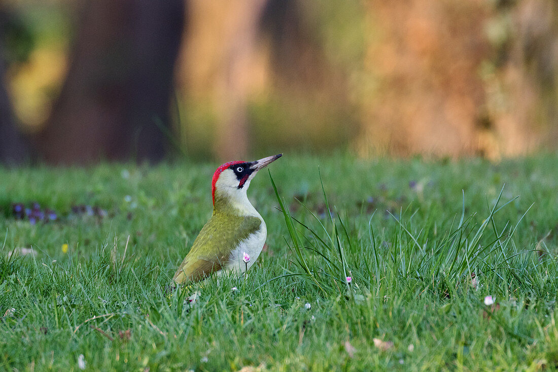 Green woodpecker in the lawn