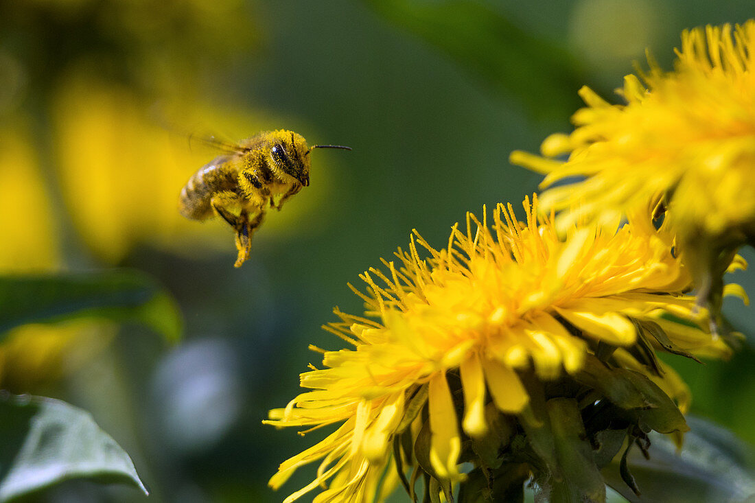 Honey bee approaching dandelions