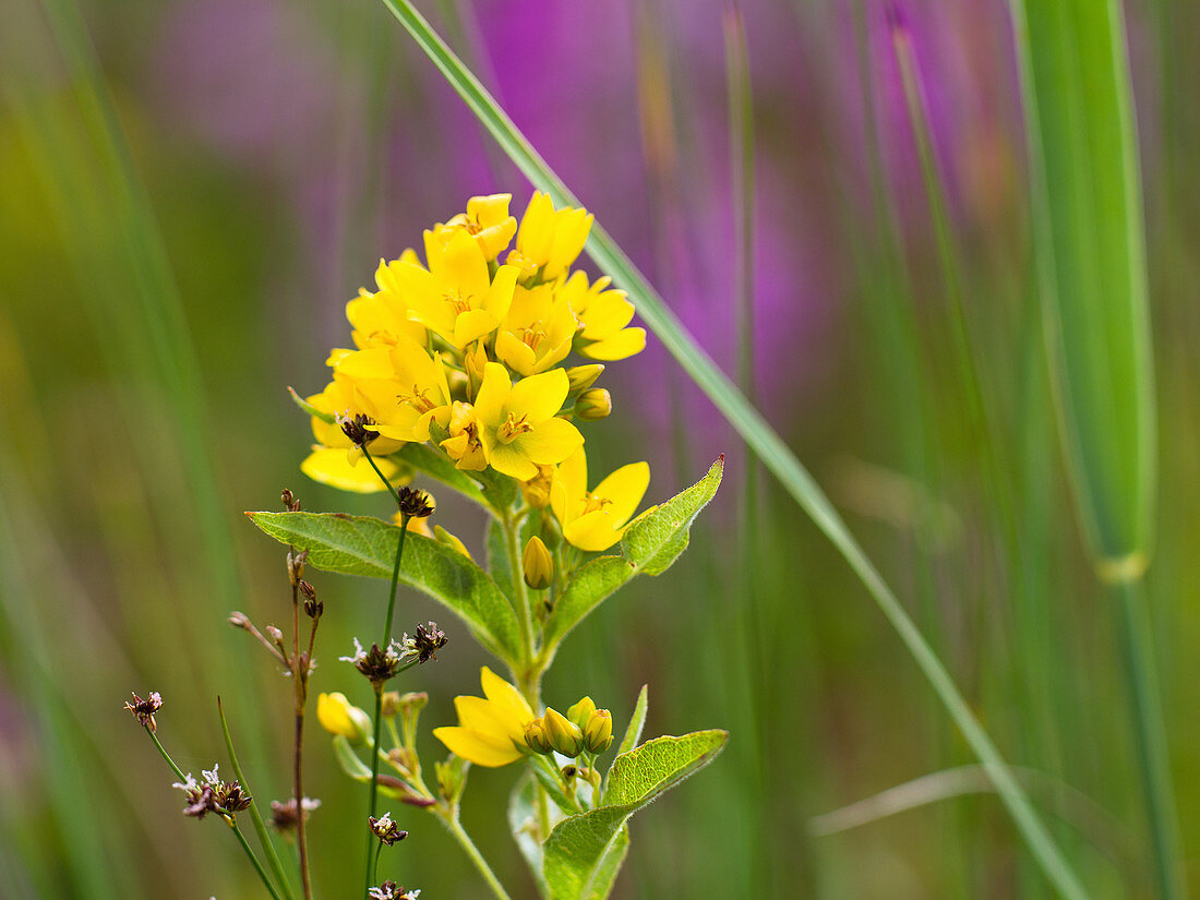 Yellow loosestrife