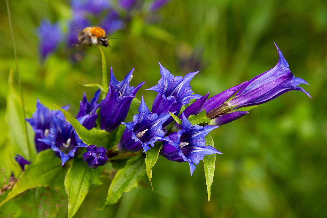 Bumble bee landing on willow gentian