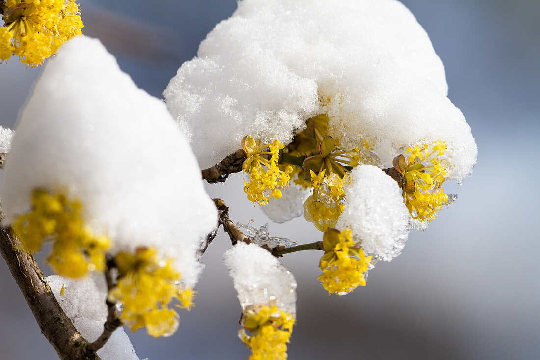 Cornelian cherry flowering in snow