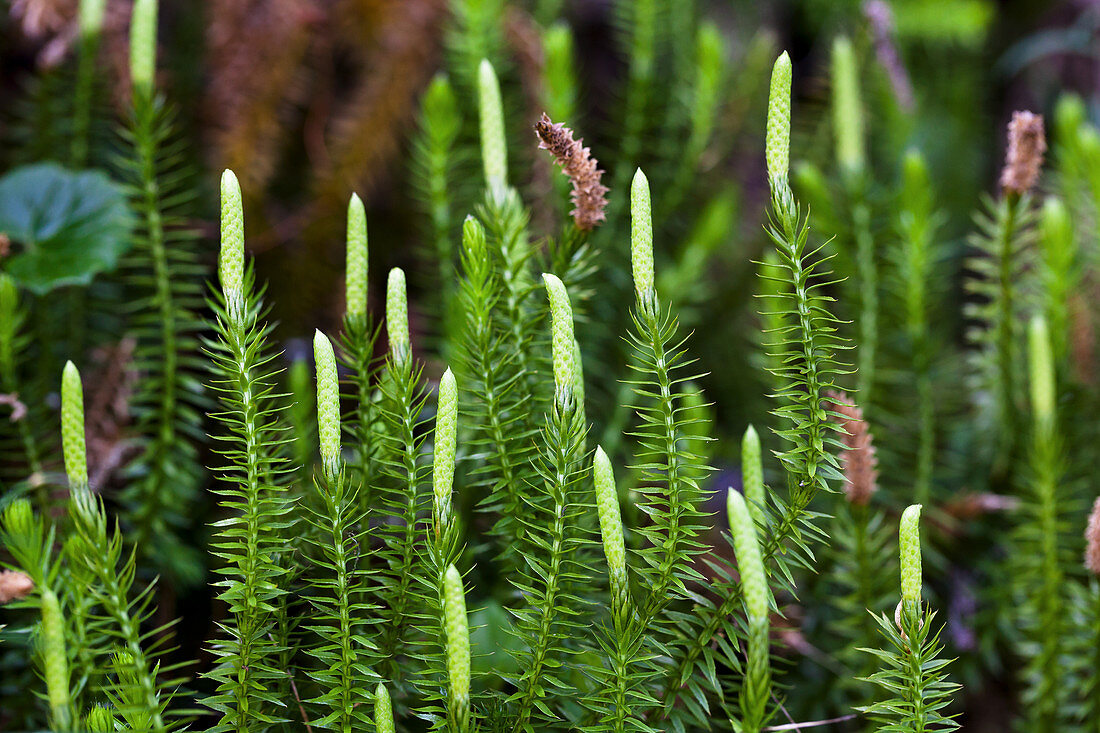 Sprouting Clubmoss