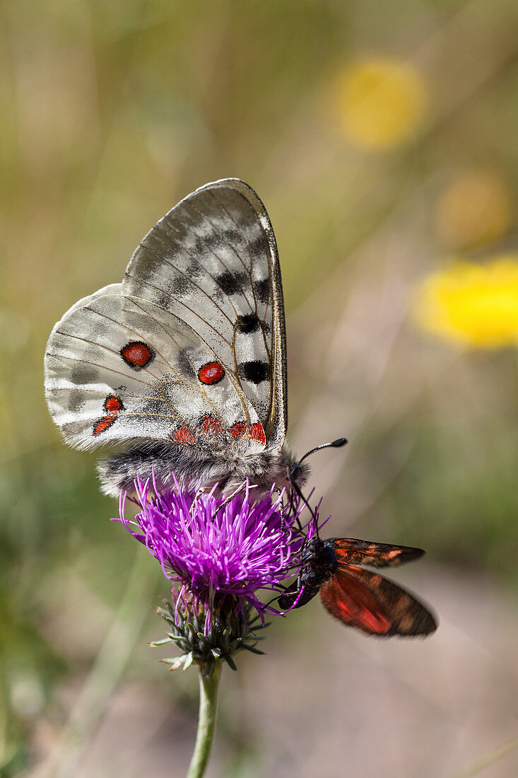 Apollo butterfly and Burnet moths on meadow knapweed