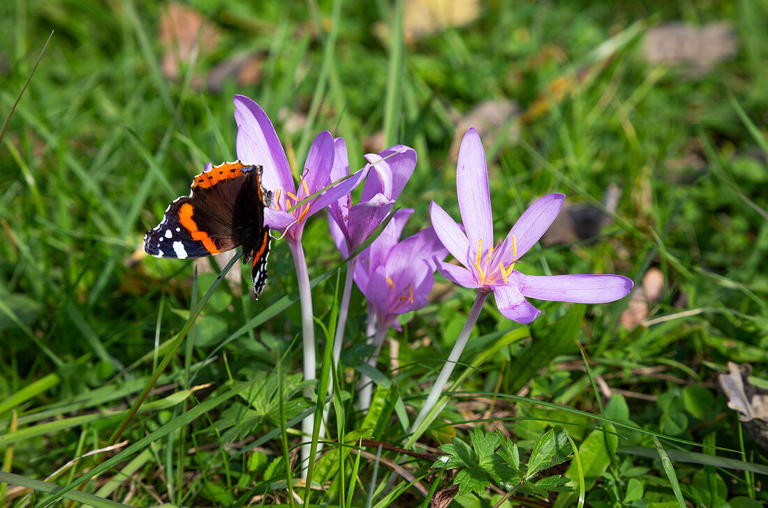 Red admiral butterfly on autumn crocus