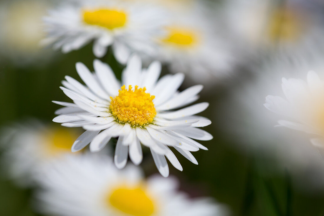 Daisies