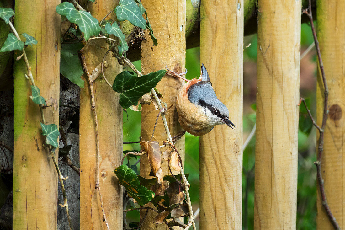 Nuthatch on the garden fence