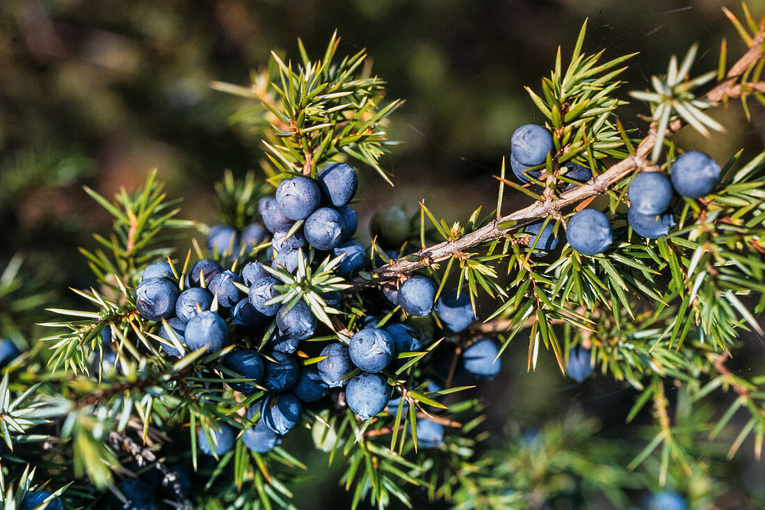 Ripe juniper berries on the branch