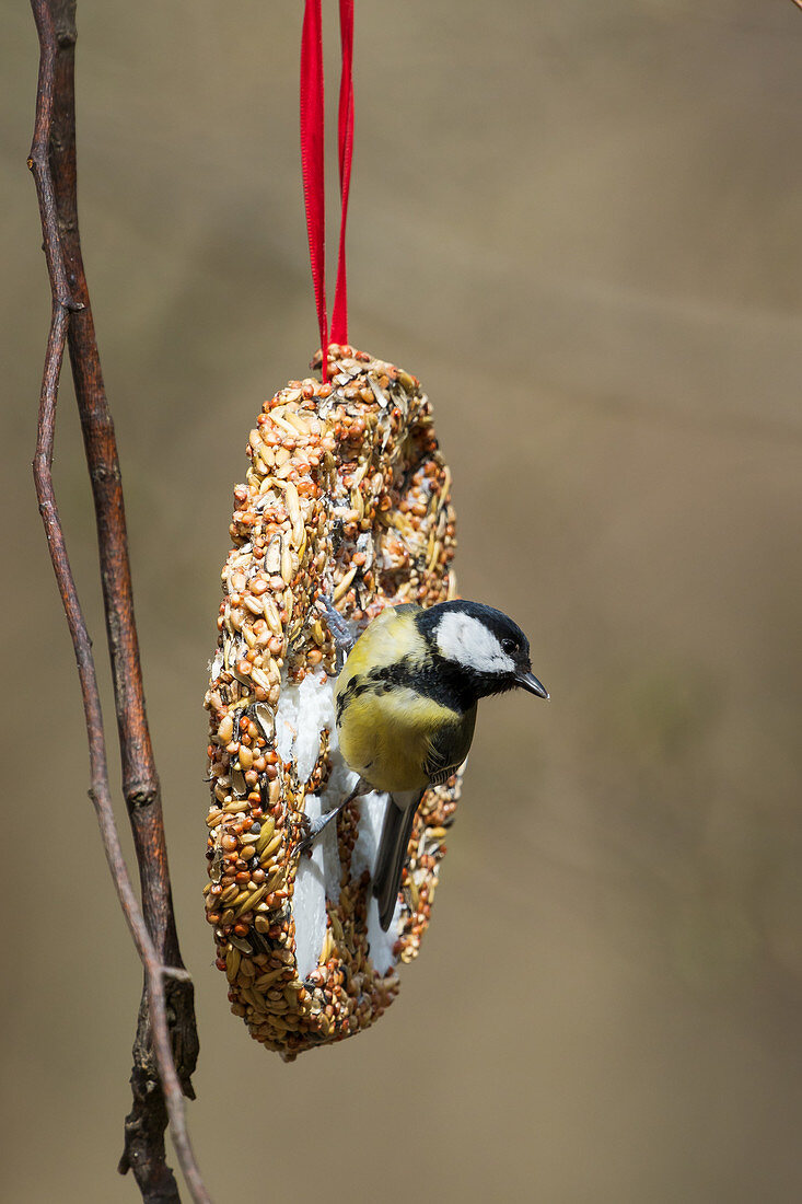 Kohlmeise am Vogelfutter