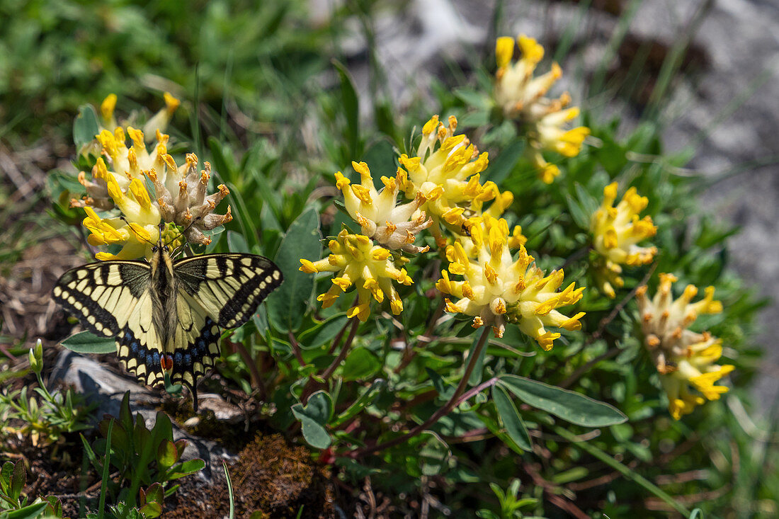 Swallowtail on alpine wound clover