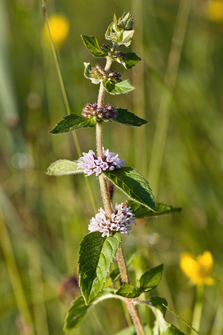 Blooming wild mint