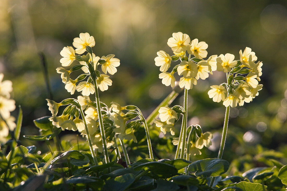 Tall cowslips