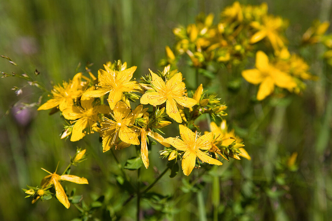 Blühendes Johanniskraut in der Natur