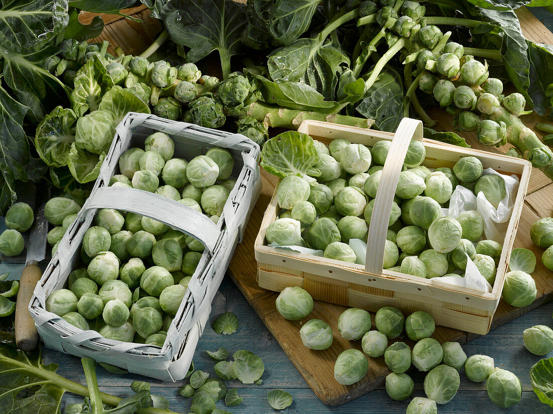 Freshly harvested Brussels sprouts