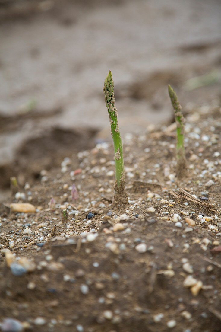 Grüner Spargelauf dem Feld