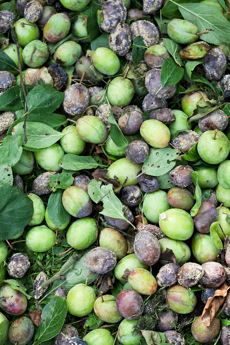 Green and purple plums