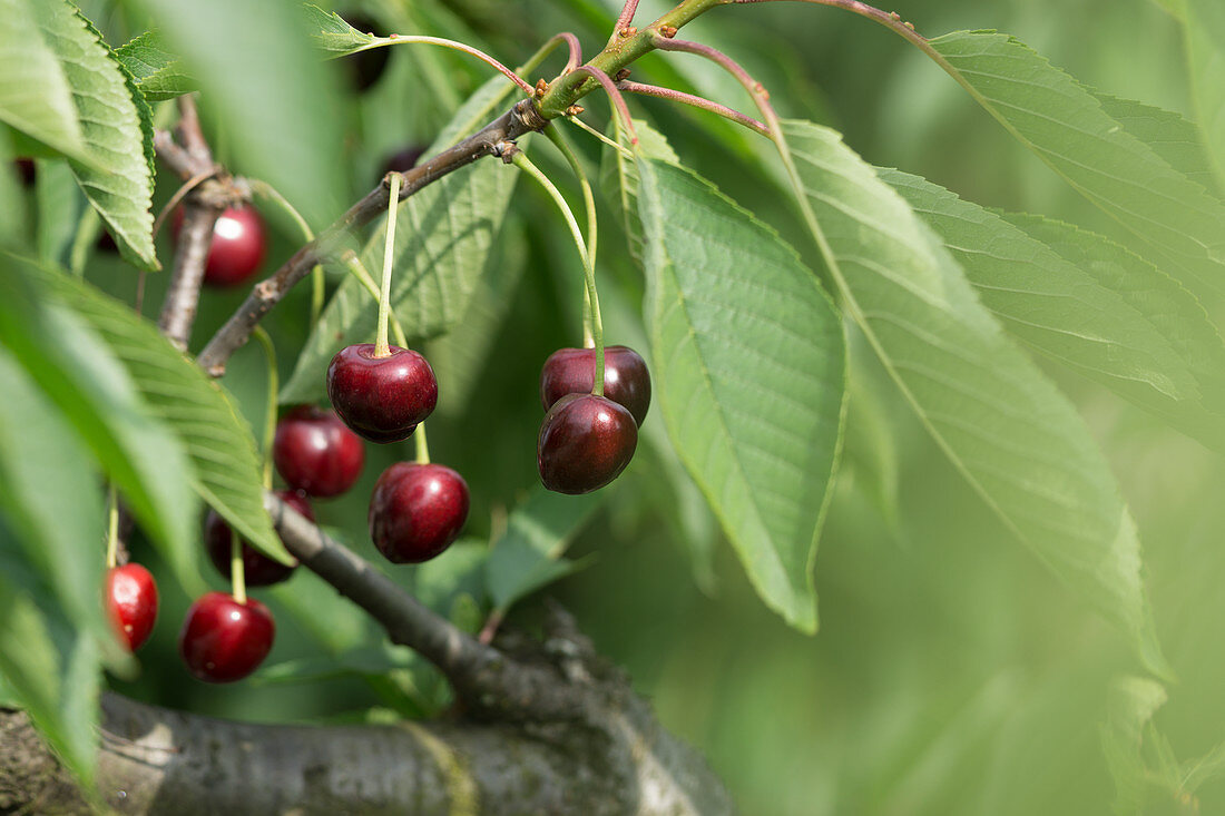 Sweet cherries on the branch