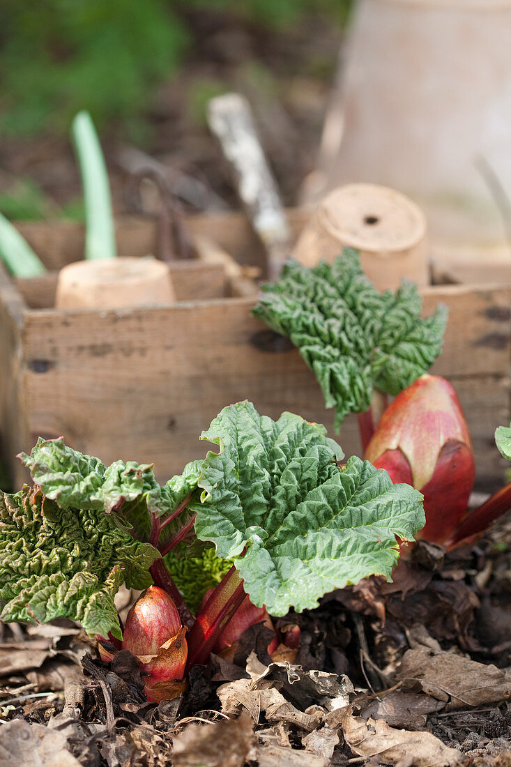 Emerging rhubarb plants