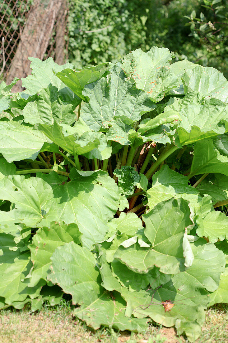 Rhabarberpflanzen im Garten