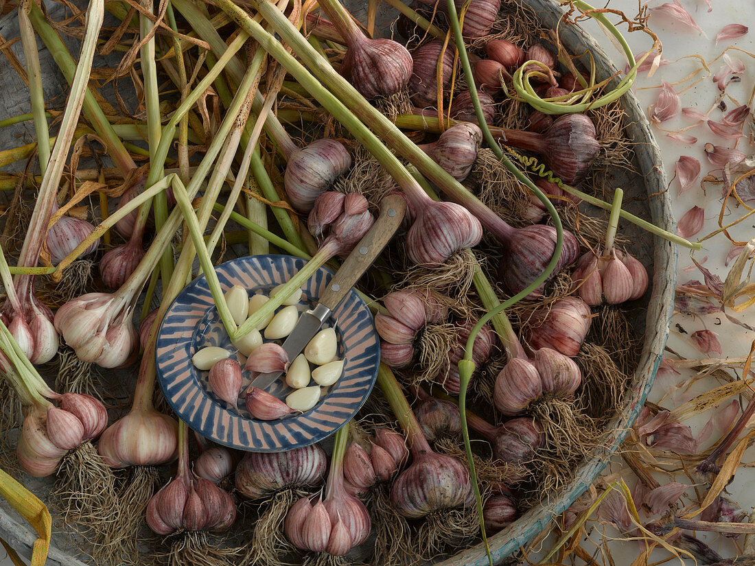 An arrangement of garlic