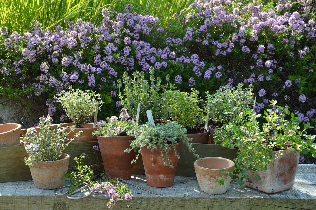 Various types of thyme in terracotta pots