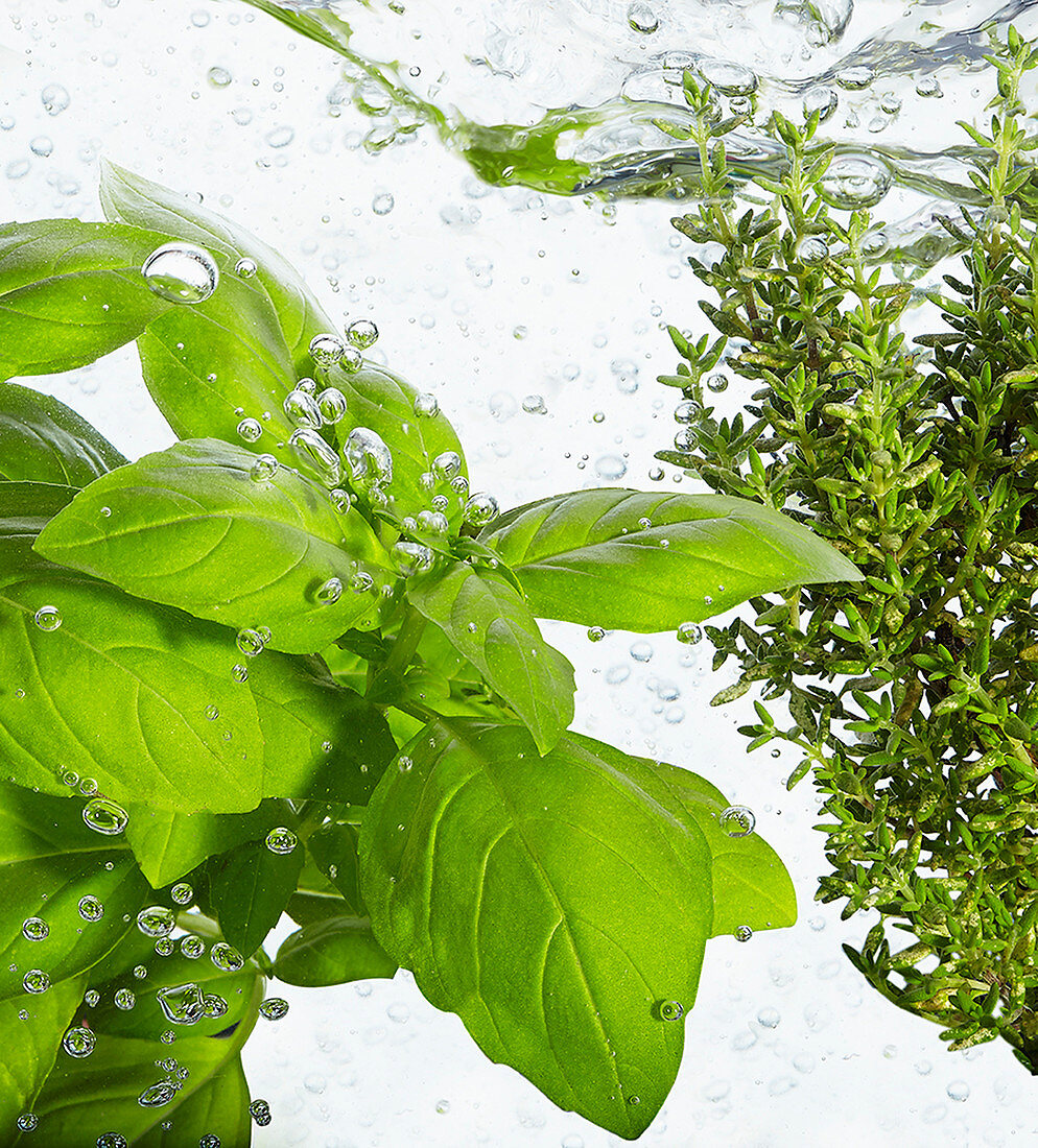 Basil and thyme in fresh water