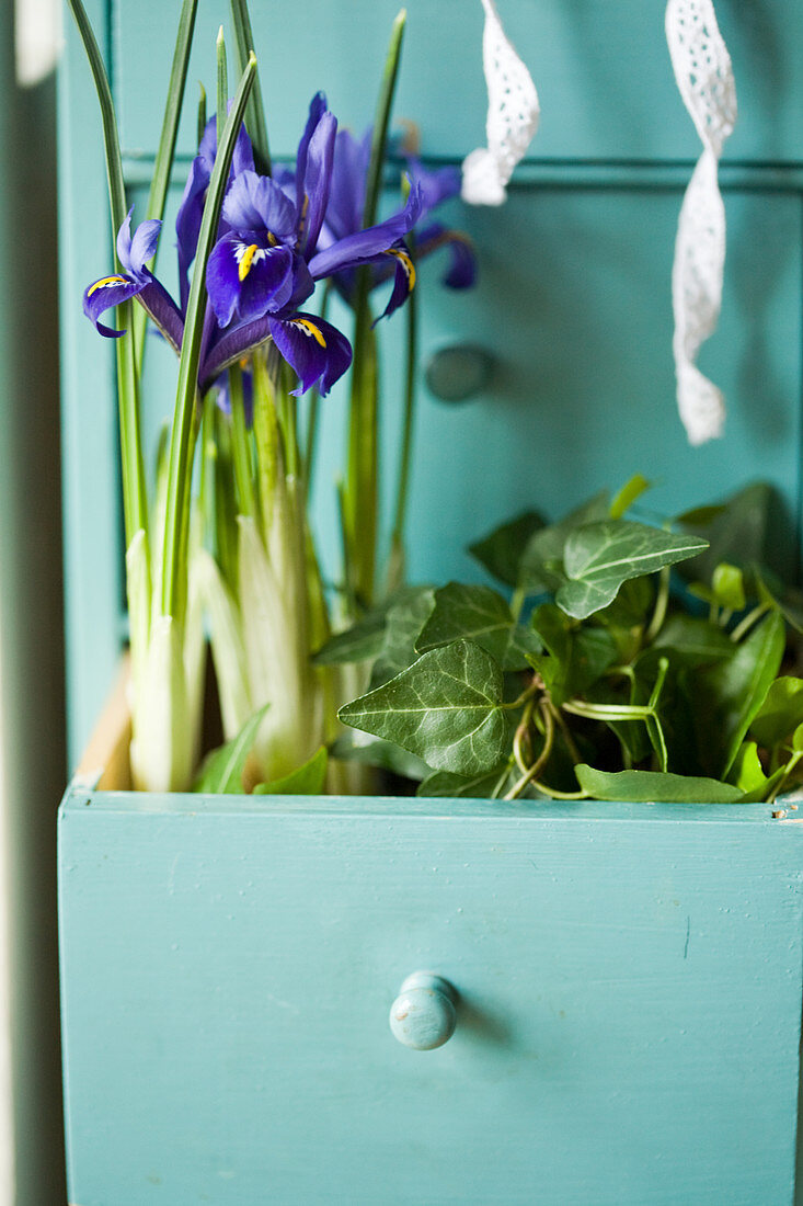 Reticulated iris and ivy planted in open drawer