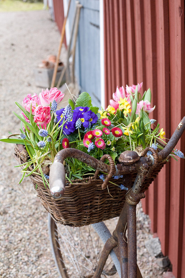 Altes Fahrrad mit Frühlingsblumen im Fahrradkorb