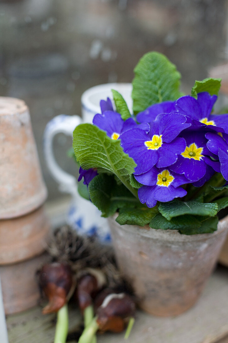 Blaue Frühlings-Primel