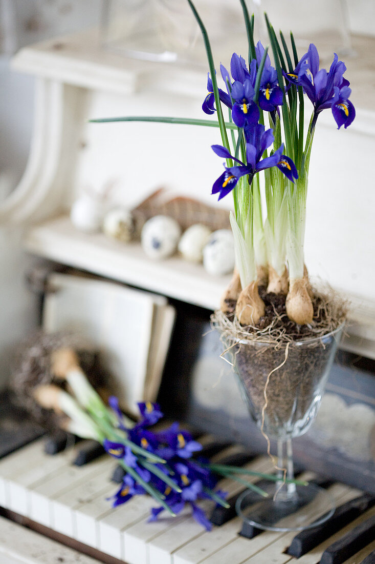 Reticulated iris planted in wine glass