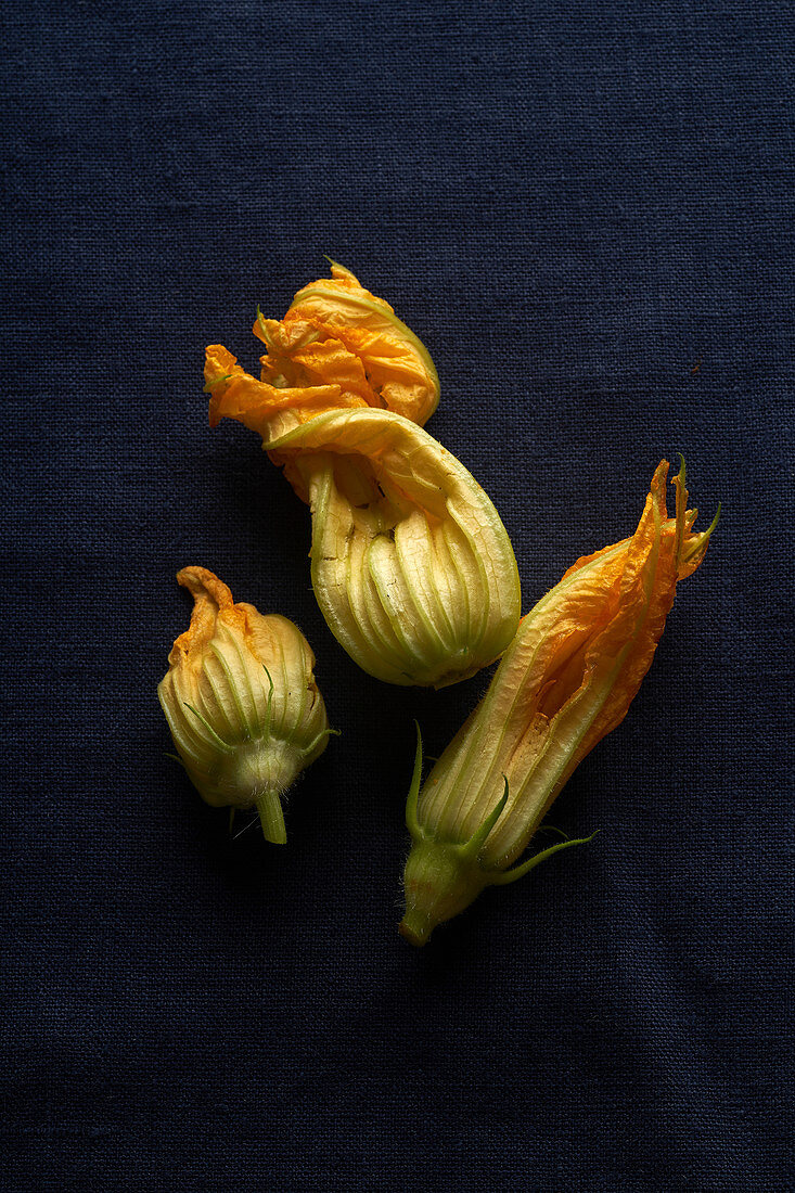 Frische rohe Zucchiniblüten