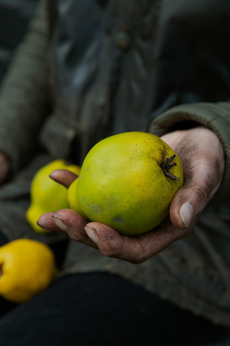 A hand holding quinces
