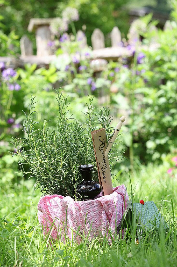 Rosmarin-Tinktur und frischer Rosmarin im Garten