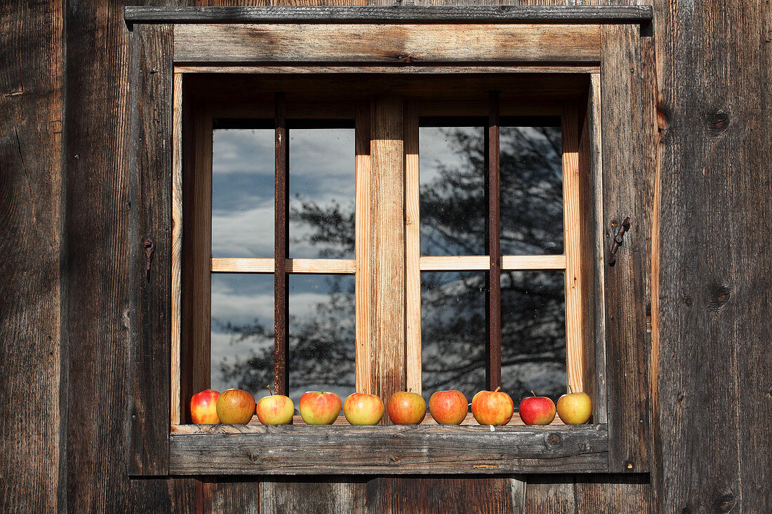 Apples lined up in front of a window of a wooden house