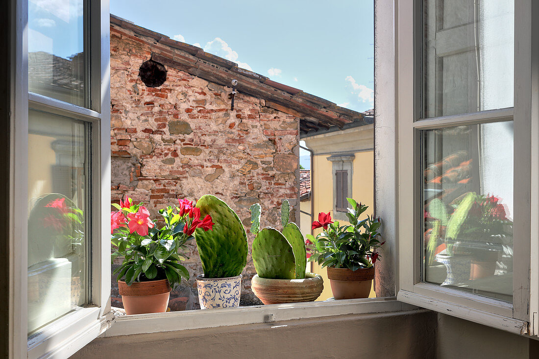 Kakteen auf Fensterbank