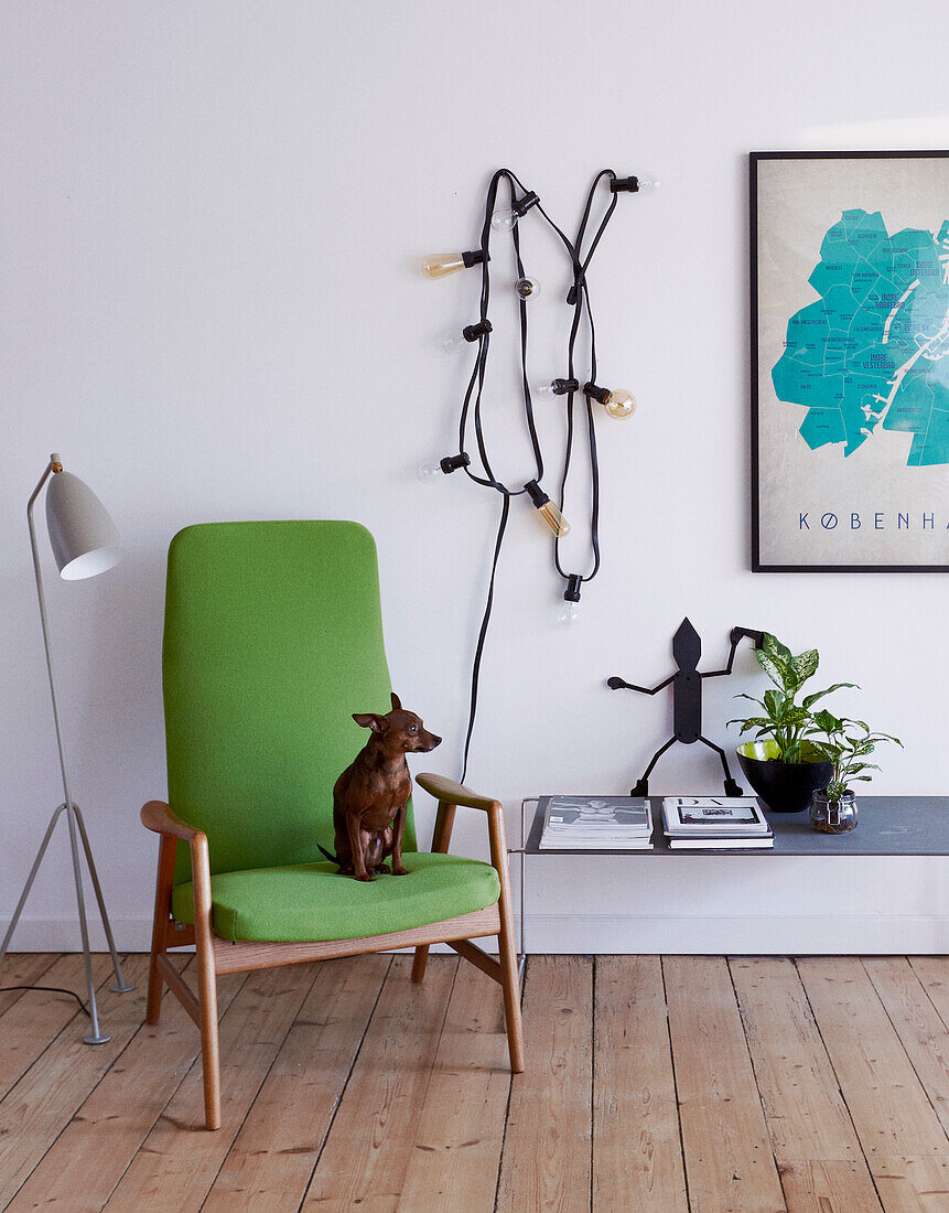 Dog sitting on green upholstered chair between floor lamp and string of lights