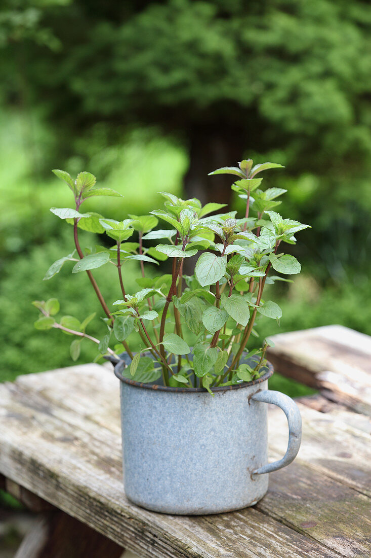 Frische Minze in Emaillegefäß auf Holztisch im Garten