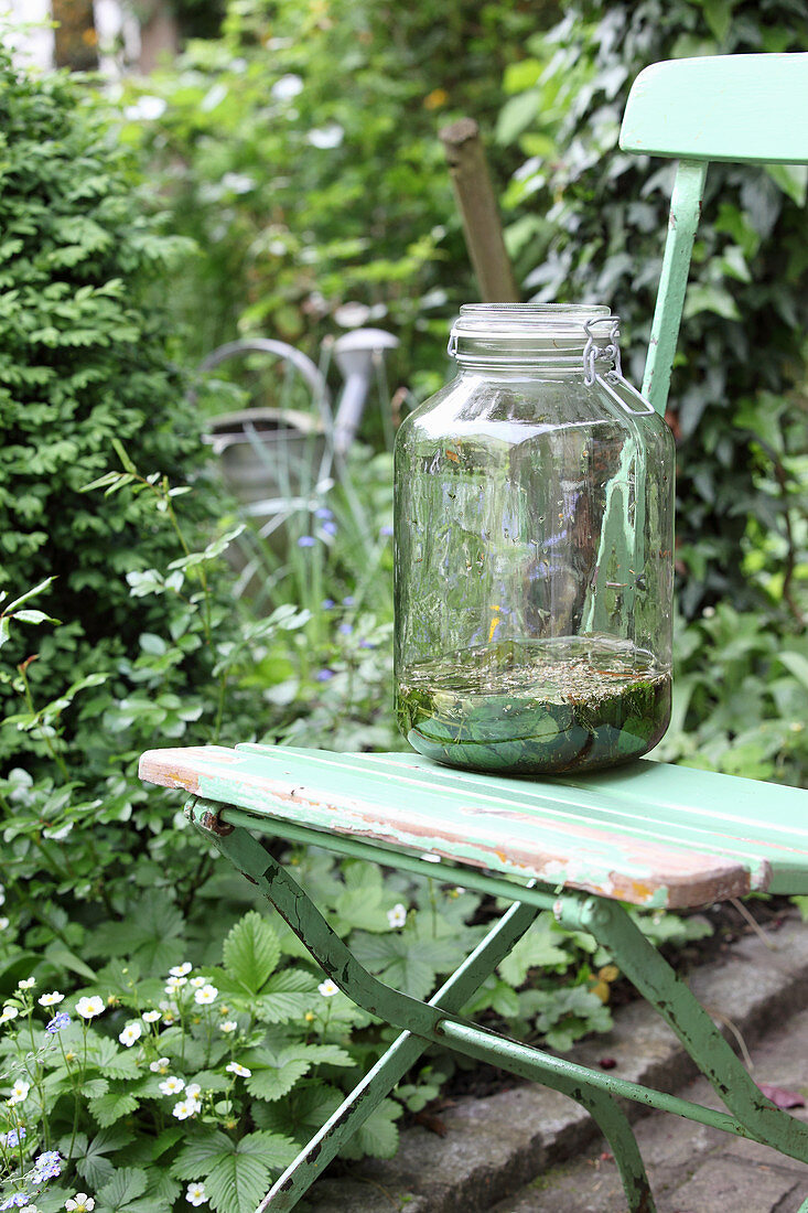 Herbal tincture in a large clip-top glass jar on a garden chair