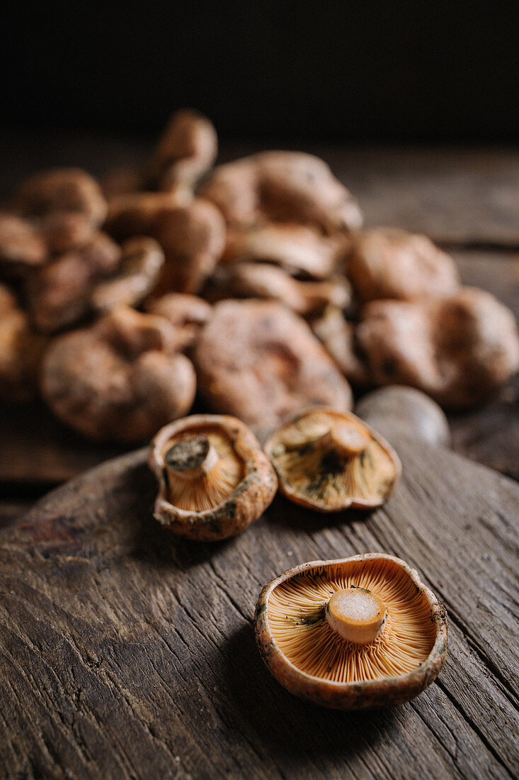 Raw wild saffron milk cap or red pine mushrooms