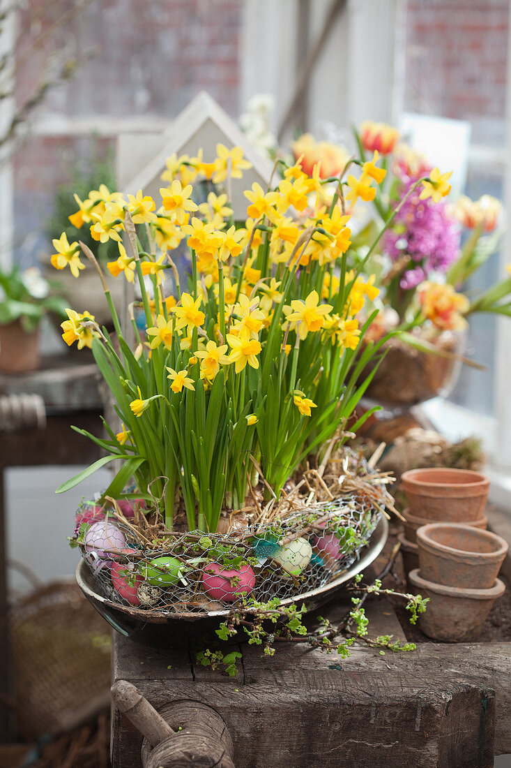 Easter arrangement of narcissus 'Tete a Tete' in wreath of eggs in chicken wire