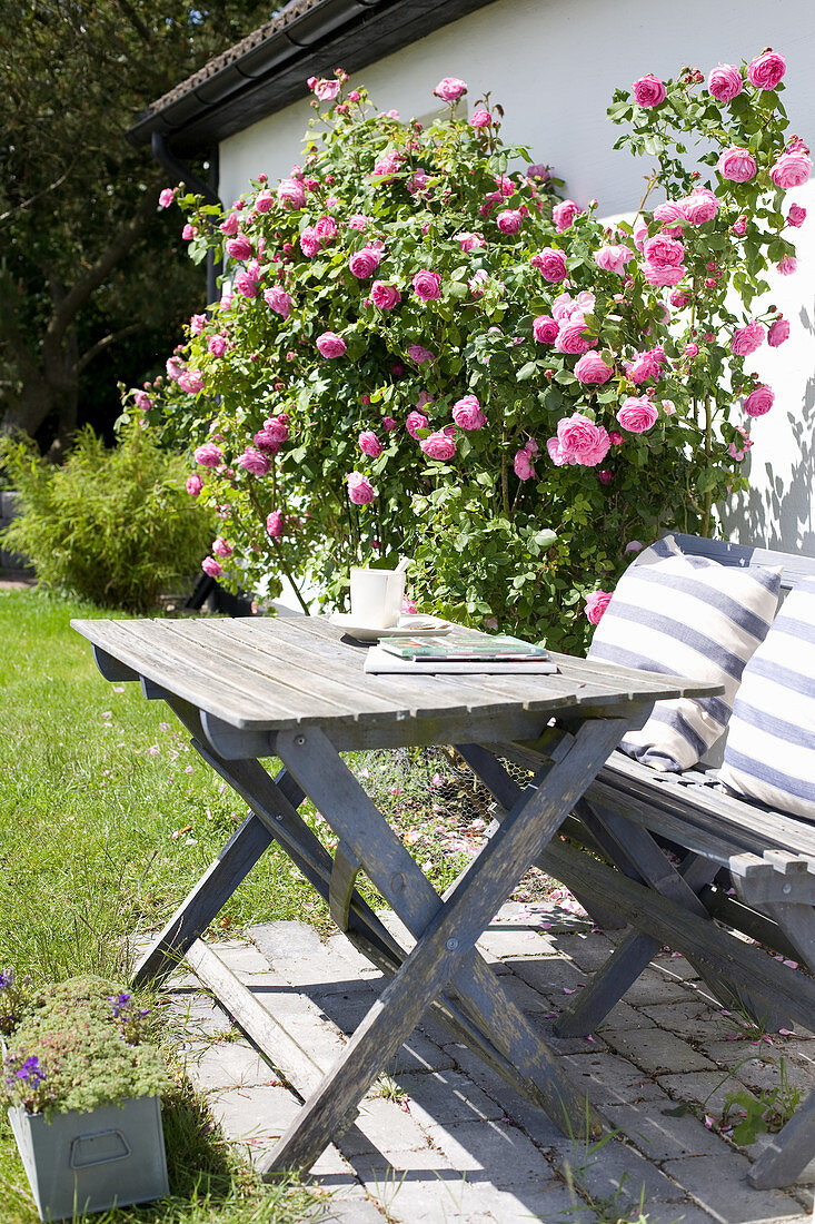 Table and bench next to climbing rose