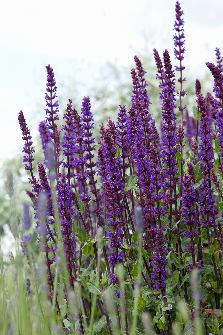 Salvia nemorosa 'Caradonna'