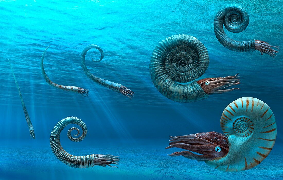 Ammonites, illustration