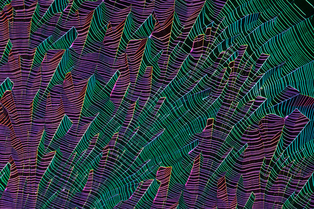 Caesium chloride, polarised light micrograph