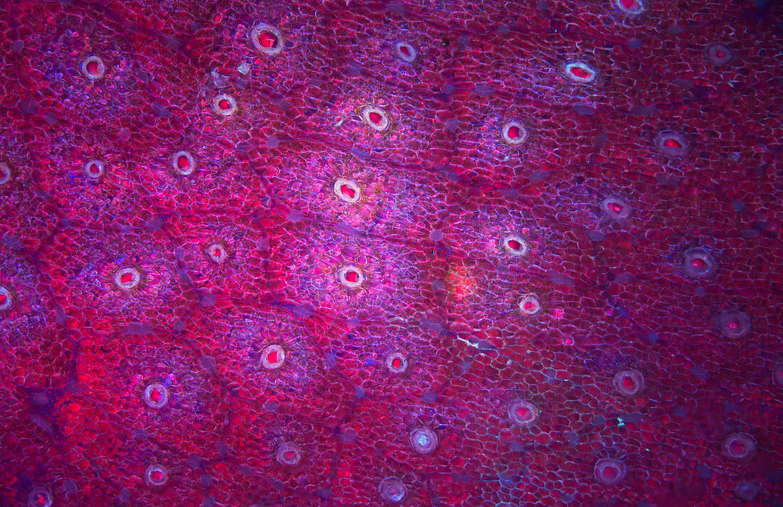 Liverwort thallus, fluorescence micrograph