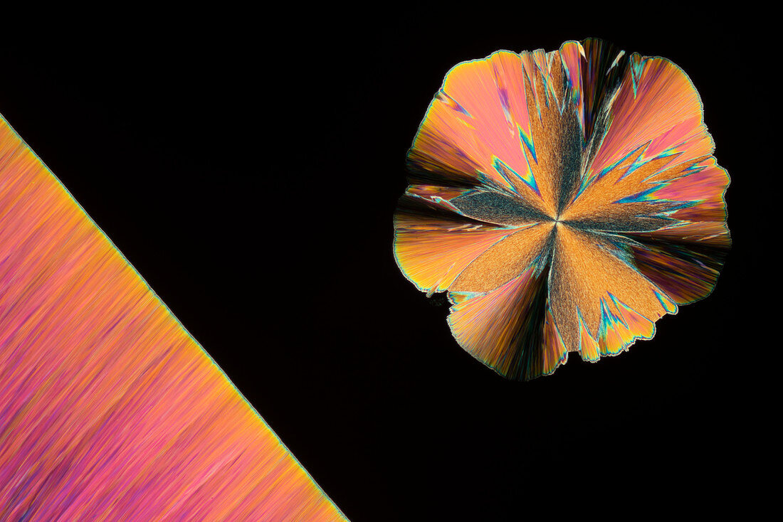 Vitamin B3 and urea, polarised light micrograph
