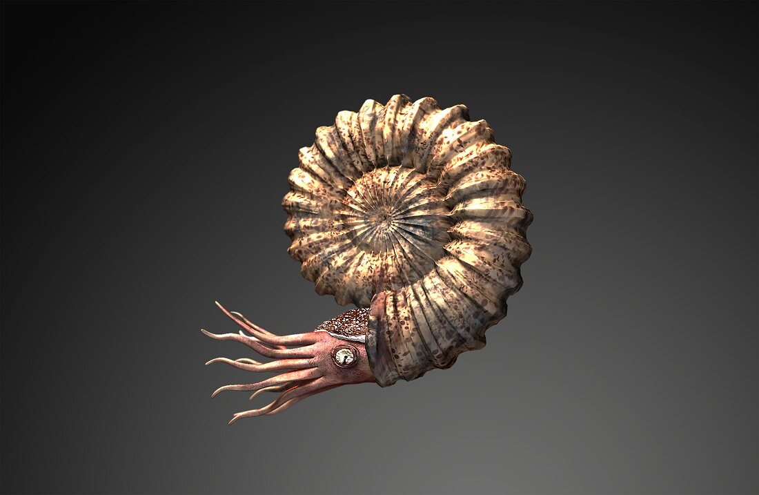 Anagaudryceras ammonite, illustration