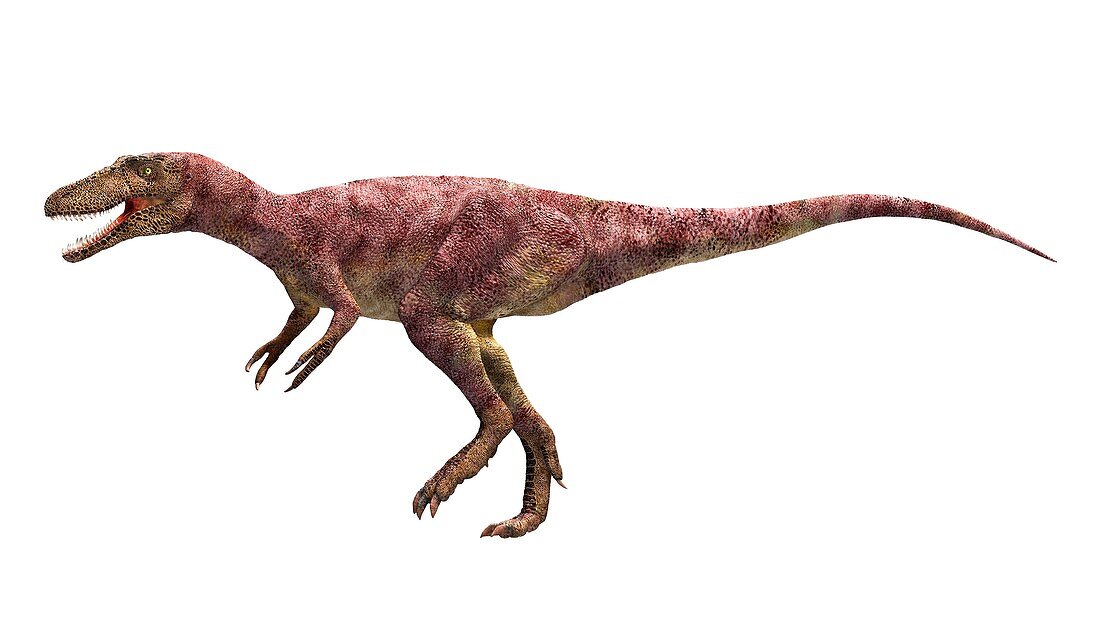 Dryptosaurus dinosaur, illustration